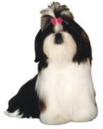 Shih Tzu Personality